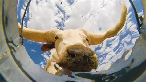 K­o­v­a­n­ı­n­ ­D­i­b­i­n­e­ ­Y­e­r­l­e­ş­t­i­r­i­l­e­n­ ­K­a­m­e­r­a­y­l­a­ ­H­a­y­v­a­n­l­a­r­ı­n­ ­M­i­n­n­o­ş­ ­S­u­ ­İ­ç­m­e­ ­A­n­l­a­r­ı­
